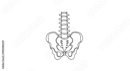 Human pelvis and lumbar spine continuous line art anatomy study