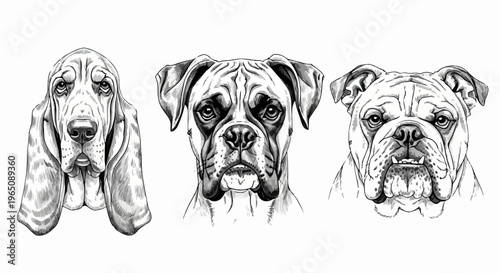 Ilustração em preto e branco de três cabeças de cães das raças Bloodhound, Boxer e Bulldog Inglês, desenhadas à mão em estilo sketch detalhado.