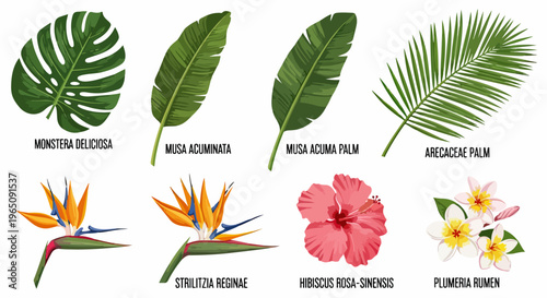 Ilustración botánica de hojas y flores tropicales incluyendo Monstera Deliciosa, Musa Acuminata, Strelitzia Reginae, Hibiscus y Plumeria Rubra.