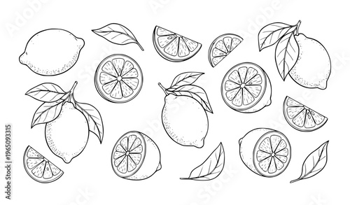 Sketch style lemon and leaf outline illustration with citrus slices wedges and whole fruit hand drawn vector collection
