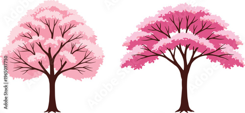 Pink blossom trees in two cartoon variants with rounded and wide canopies, botanical foliage illustration, nature anatomy, white background