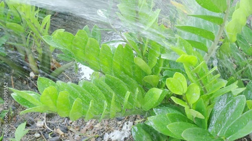 Farmer pouring zamioculcas zamifolia in park, fresh texture green leaf wet rain on spring season.