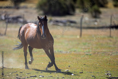 Wild horse Bay Stallion running and kicking up dust in the Apache Sitgreaves National Forest near Heber Arizona United States