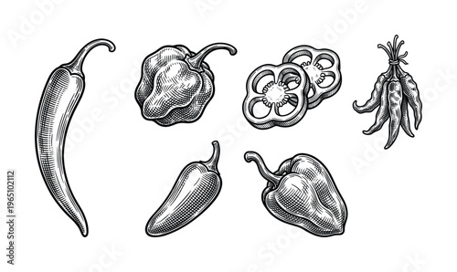 A set of chili peppers in a vintage engraved style. This hand-drawn vector illustration includes habanero, jalapeno, and bell pepper, perfect for menus, packaging, or labels.