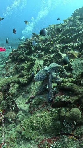 POV dive, vertical video. Daytime octopus (Octopus) climbs up a reef with raised tentacles, fending off damselfish.