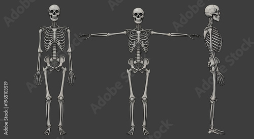 Three human skeletons in different poses on a dark background