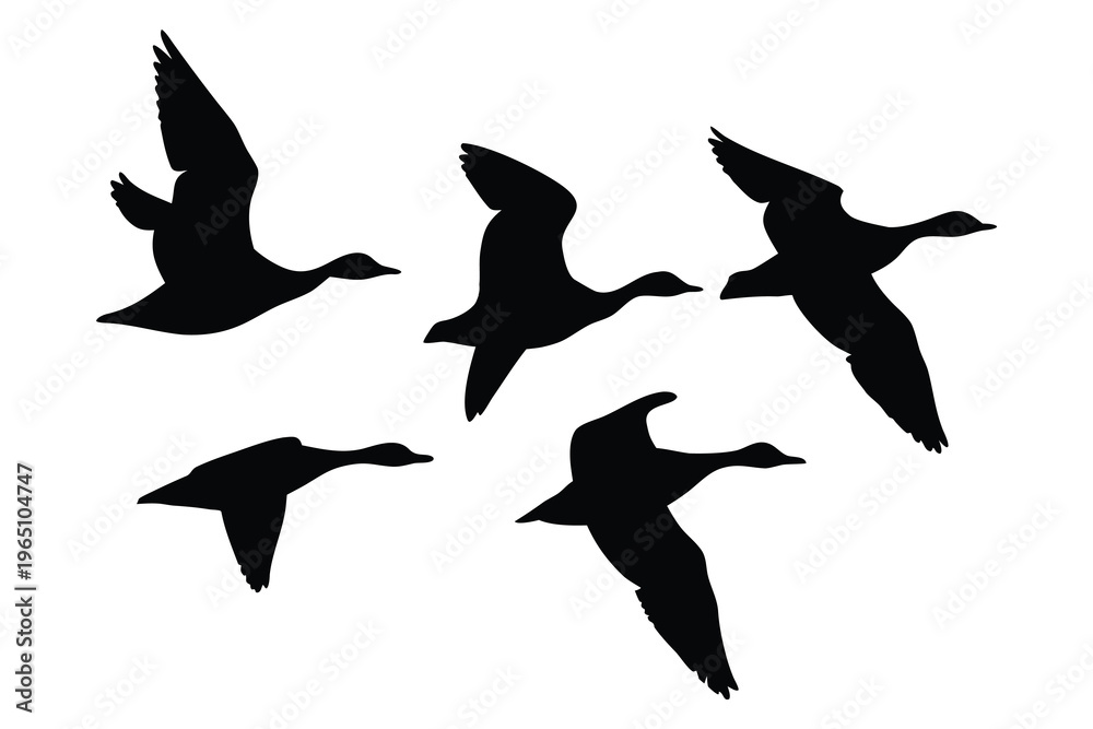 Obraz premium Canadian goose bird flying silhouette vector, Goose bird silhouette vector illustration
