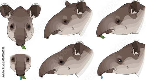 Cute Tapir Character in Various Poses with Leaf and Tears for Wildlife, Animal, and Nature Illustration Designs