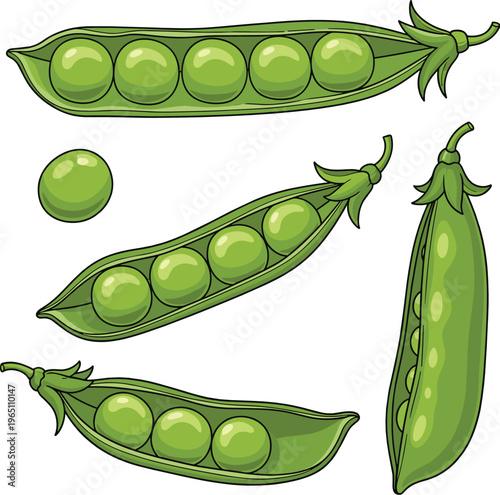 Green peas collection with pods and seeds fresh organic vegetable food illustration vector set isolated
