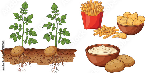 Potato food and plant collection with growing process fries chips and mashed potatoes vector illustration set