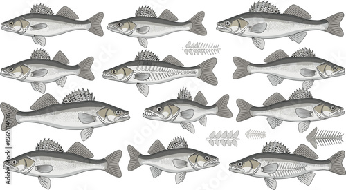 Fish Vector Collection with Detailed European Perch Illustrations Showing Whole Fish and Skeletal Anatomy for Digital, Educational, Marine Biology, and Nature Designs