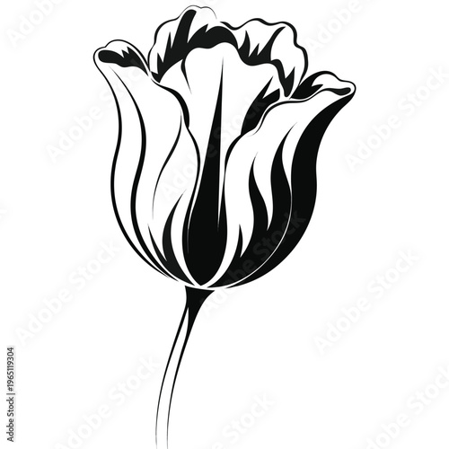 Elegant black and white sketch of a blooming tulip flower