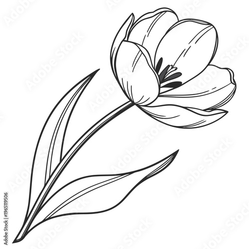 Graceful line drawing of a tulip blooming with delicate leaves