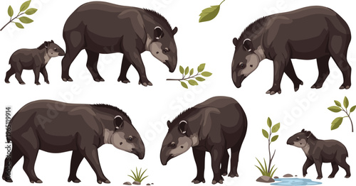 Malayan Tapir and Baby Vector Collection with Tropical Forest Leaves, Water, Wildlife, Realistic Animal Illustrations, Jungle Mammal Set for Educational and Digital Designs