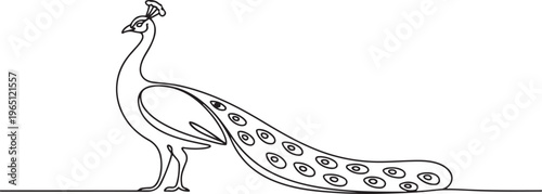 The peacock stands sideways. Breeding peacocks. A bird with a beautiful tail. World Farm Animals Day. one line art icon drawing vector