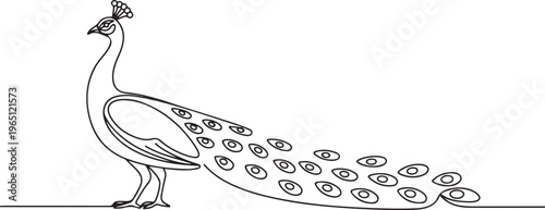 The peacock stands sideways. Breeding peacocks. A bird with a beautiful tail. World Farm Animals Day. one line art icon drawing vector