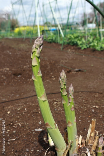 アスパラガスの成長