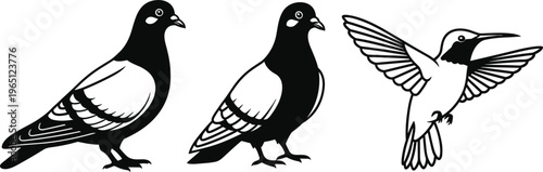 Vector Illustration of Pigeons and Hummingbird, Cute Bird Characters in Black and White, Animal Sketches