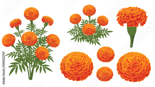 Set of beautiful orange marigold flower illustrations in clusters and individual stems for garden and floral arrangement designs.