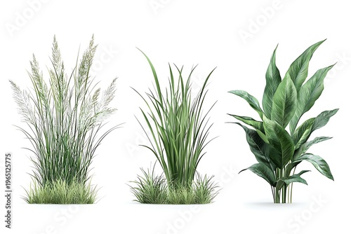 Realistic and Lush Green Plants Collection for Decorative or Creative Use in Designs