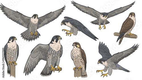 Detailed illustrations of a peregrine falcon in multiple positions including flight, perching, and diving poses.