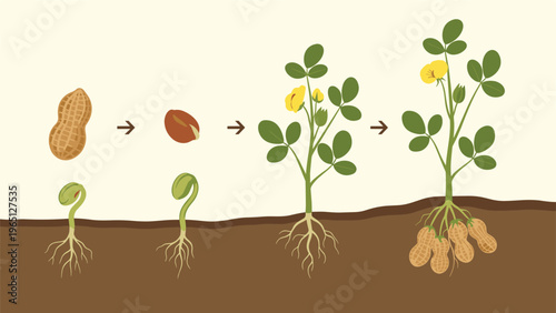 Educational diagram showing the complete life cycle of a peanut plant from a single seed to a fully grown plant with roots and pods.