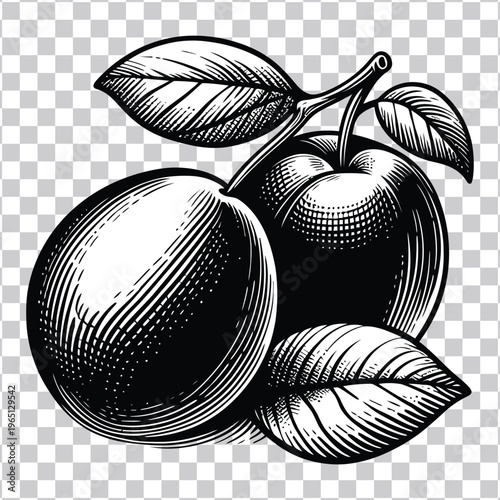 Two ripe plums on a branch with leaves, depicted in a vintage woodcut engraving style on a transparent background