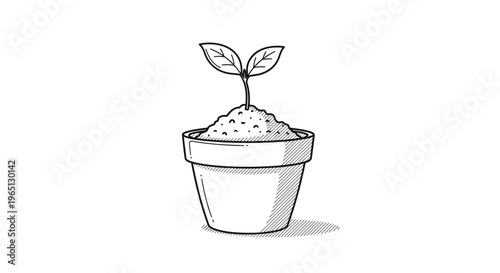 Small plant in a pot.