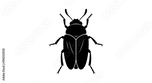 Black Beetle Insect Close Up View.