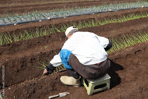 ネギ苗を植え付ける男性