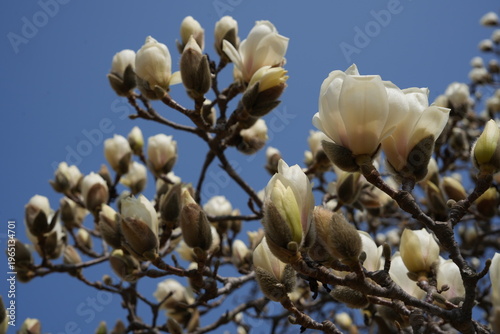 Blooming White Magnolia Tree in Spring