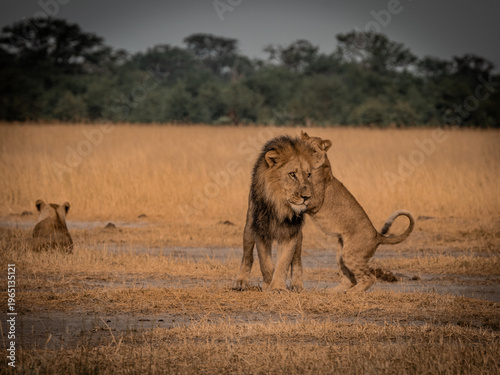 Fotografía Male lion with cub interacting in savannah Savuti Botswana