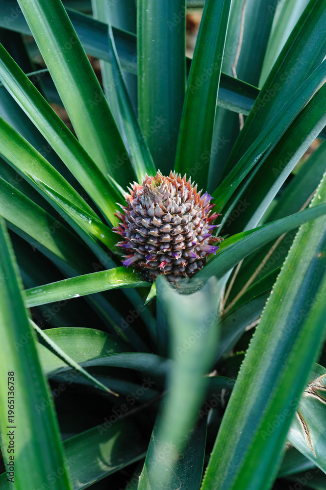 Obraz premium Pineapple grow on tree in garden