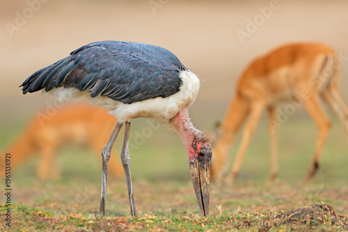 Fotografie A marabou stork (Leptoptilos crumeniferus) in natural habitat, Chobe National Pa