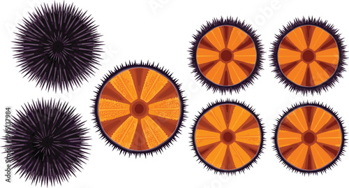 Sea Urchin Vector Set with Detailed Illustrations Showing Whole, Cross-Section, and Top-View Spiny Marine Creatures for Ocean, Marine Biology, Education, and Digital Design Projects