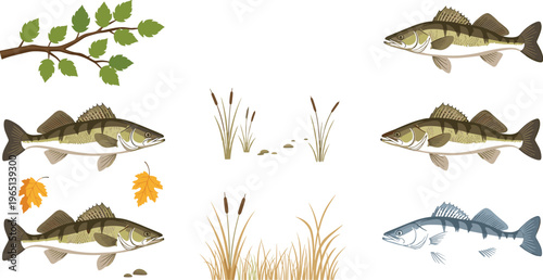 Seasonal Fish Vector Collection with Bass Illustrations for Spring, Autumn, and Winter, River and Pond Wildlife Scenes, Aquatic Life, and Nature-Themed Digital Designs