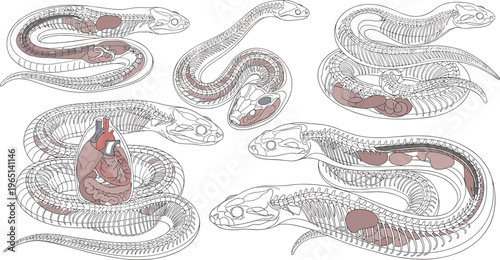 Snake Skeleton Anatomy with Internal Organs and Detailed Body Structure for Educational, Biological, and Illustration Designs