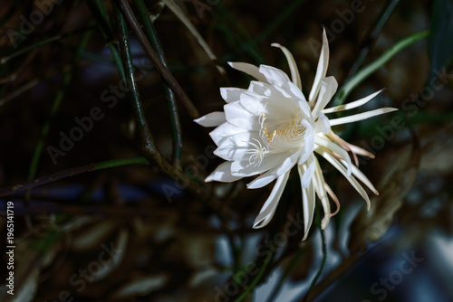 A rare white blossom of the Queen of the Night cactus glows in the dark, surrounded by tangled stems. Its delicate petals and filigree stamens create an ethereal nighttime presence