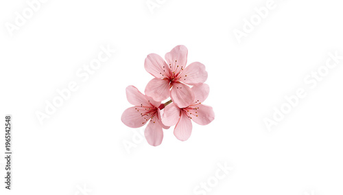 Minimalist high-resolution photograph featuring three delicate pink cherry blossoms, freshly bloomed and perfectly isolated on a pristine white background, celebrating the beauty of spring