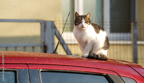 The community cat sitting on a car.