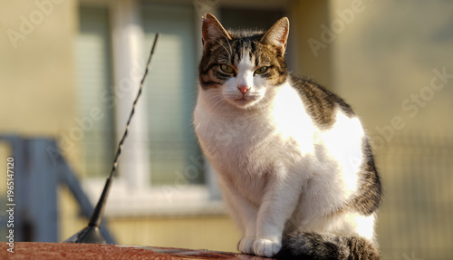 The community cat sitting on a car.