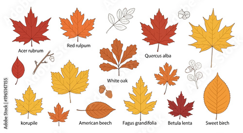 Autumn Leaves Collection: Maple, Oak, Beech, Birch, Acorn - Fall Season Botanical Illustration