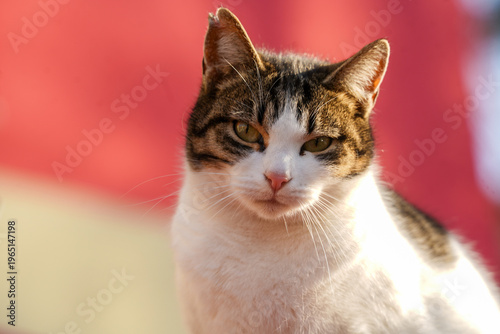 The community cat sitting on a car.