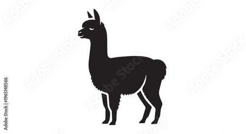 Alpaca with white background and black colour