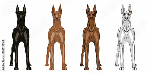 Four doberman pinschers in varying shades of brown and black are displayed