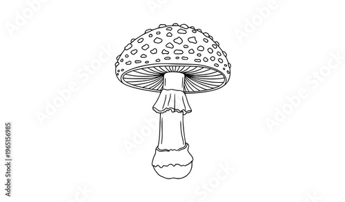 Minimal toadstool mushroom botanical line art vector