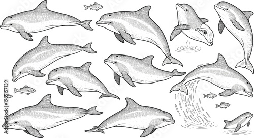 Dolphin Vector Collection with Bottlenose Dolphins, Fish, Jumping, Swimming, Marine Life, Ocean Wildlife Illustrations, Realistic Hand-Drawn Aquatic Animals for Digital Projects