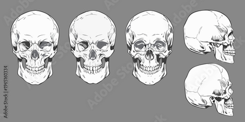 Anatomical study of human skulls in various orientations and sketches