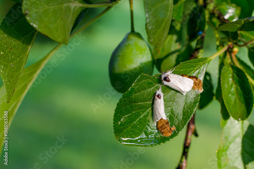 Female brown-tail moth laying eggs surrounded by brown hairs on plum leaf, white brown-tail moth laying clusters covered with hairs from their anal tuft, horticultural and health problem, copy space 