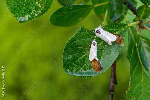 Female brown-tail moth laying eggs surrounded by brown hairs on plum leaf, white brown-tail moth laying clusters covered with hairs from their anal tuft, horticultural and health problem, copy space 